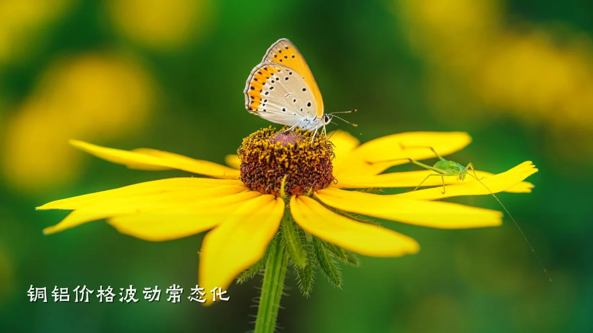 铜铝价格波动常态化