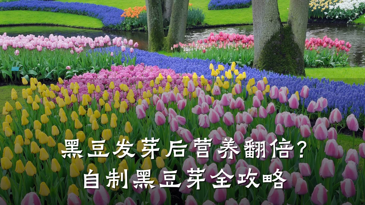 黑豆发芽后营养翻倍？自制黑豆芽全攻略